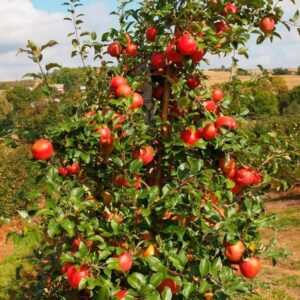 Космик крисп — изображение 2