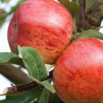 Элис Биттер