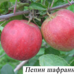 Пепин шафранный
