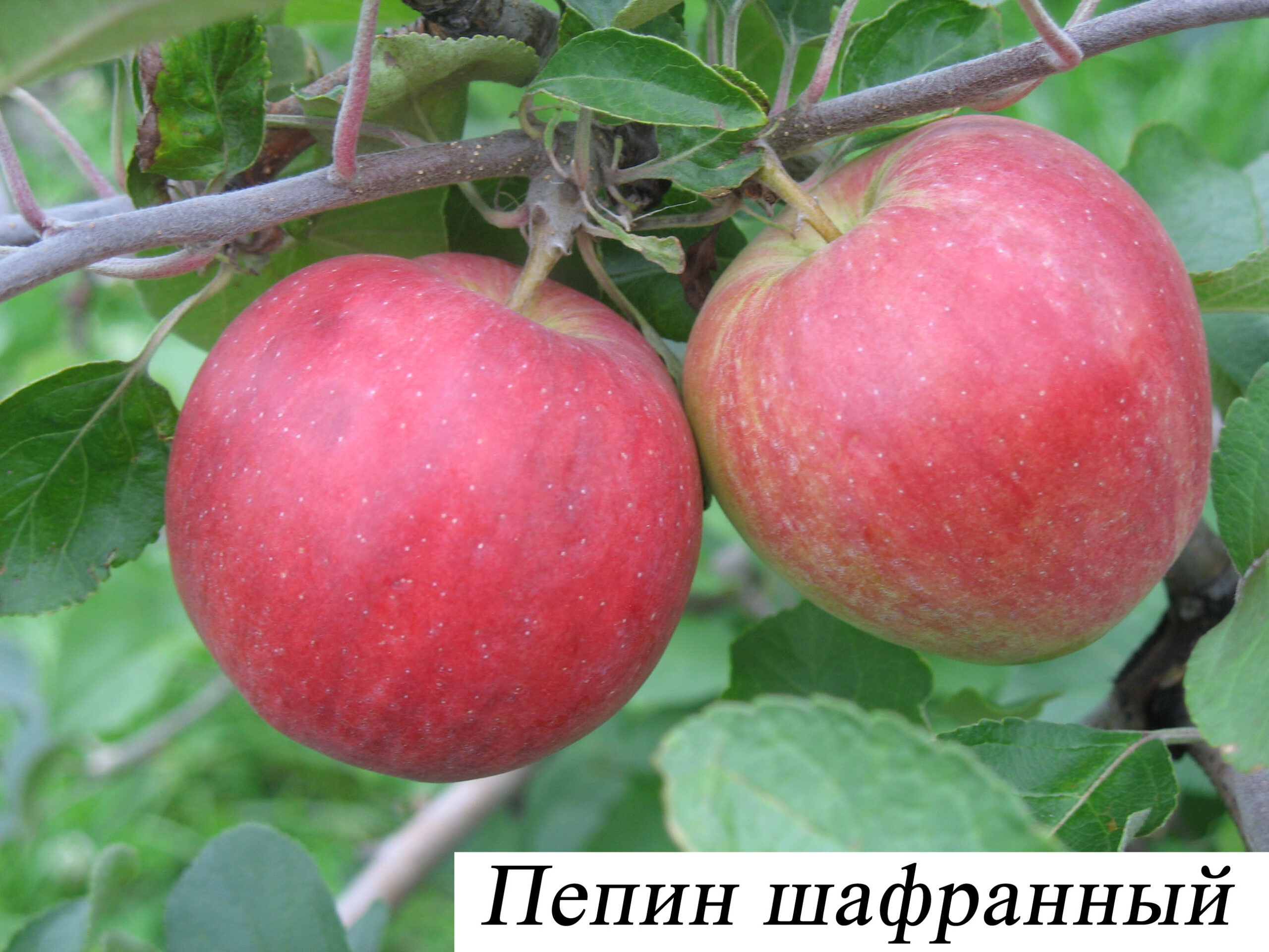 Пепин шафранный
